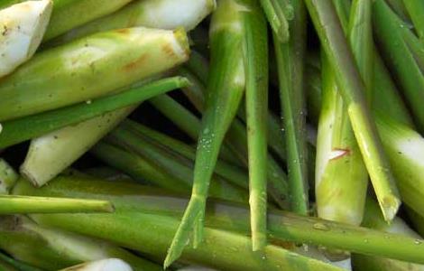 茭白的储藏方法(茭白的储藏方法有哪些)