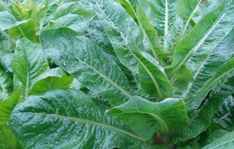 莴笋的产地分布（莴笋的原产地）