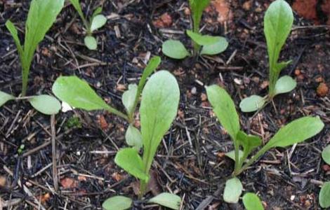 莴笋种子催芽处理方法 莴笋栽培技术与管理