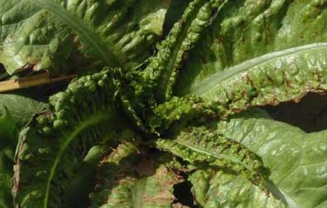 大棚莴笋种植技术（大棚莴笋种植技术与管理）