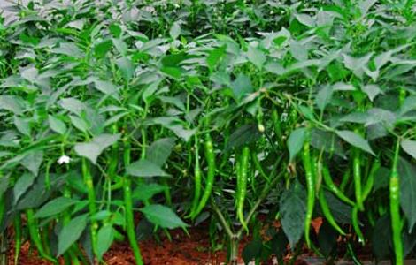 蔬菜大棚建设标准和成本（蔬菜大棚建设标准和成本表）