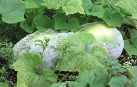 冬瓜的产地分布 冬瓜出产地