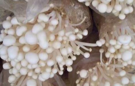 金针菇的保鲜技术 金针菇 保鲜