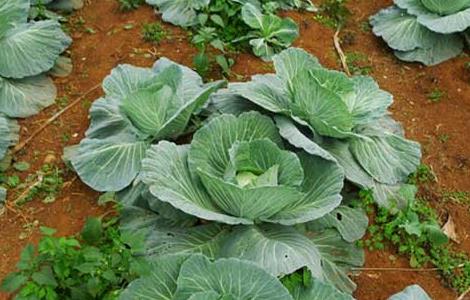 卷心菜的种植时间 卷心菜的种植时间和温度