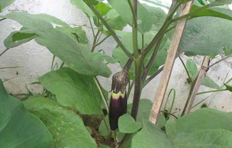 茄子的种植时间（茄子的种植时间和方法）