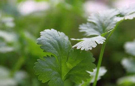 芹菜催芽技术（芹菜催芽技术视频）
