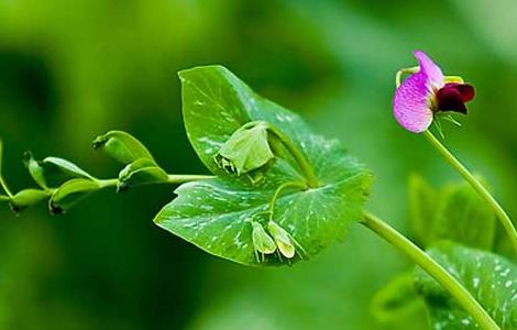 豌豆的产地分布 豌豆的产地分布在哪里