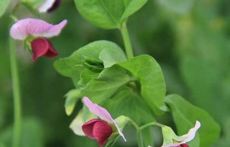 豌豆的种植时间（豌豆的种植时间和收获时间）