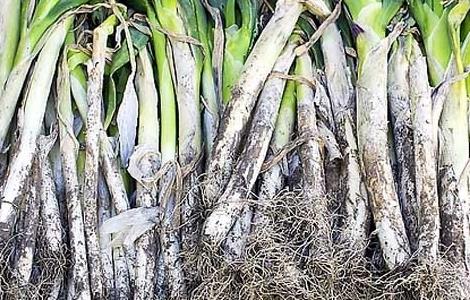 大葱的储存方法 大葱冬季怎么保存