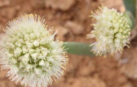 大葱的种植时间（大葱什么时候种植最合适）