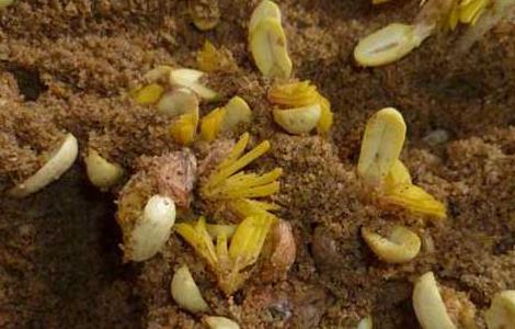 花生芽种植技术（花生的种植技术与管理）