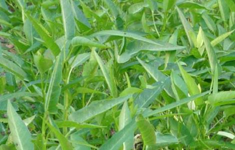 空心菜的种植时间 空心菜的种植时间和收获时间