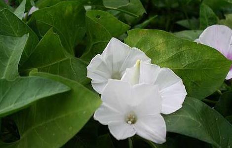 空心菜无土栽培技术 空心菜无土栽培方法