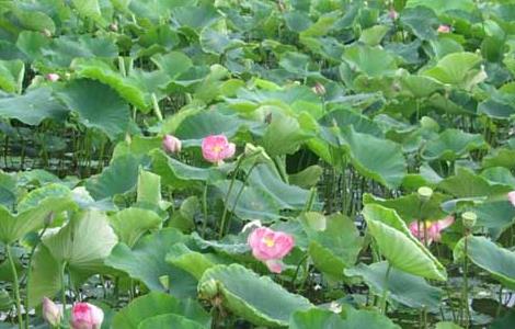 莲藕病虫害防治技术 莲藕病虫害防治技术规程