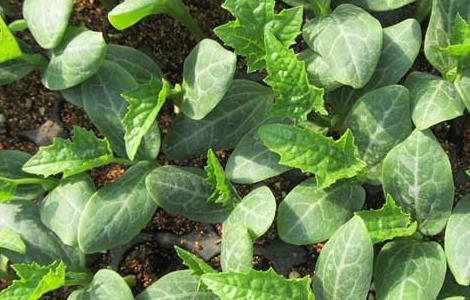 丝瓜育苗技术（丝瓜育苗技术视频）