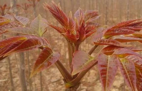 香椿的繁殖方法 香椿的繁殖方法有哪些