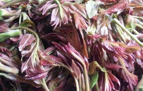 香椿芽的储存方法（香椿芽储存方法长期）