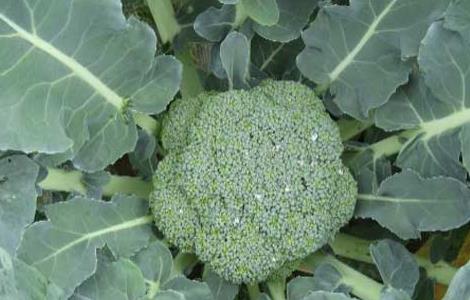 西兰花的种植时间（西兰花的种植时间及种植方法）