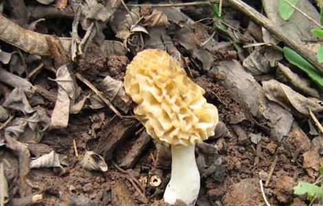羊肚菌的生长环境 羊肚菌生长环境要求