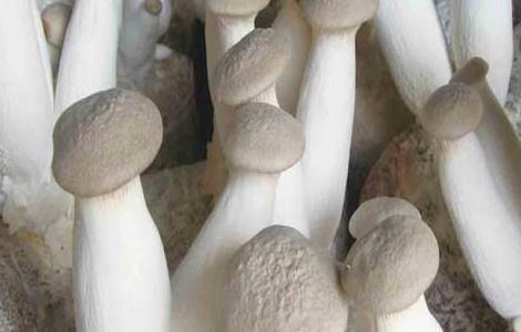 杏鲍菇的生长环境 杏鲍菇怎么样生长出来的