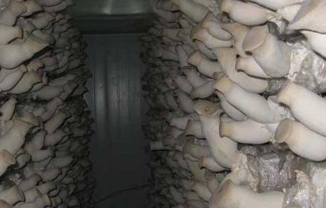 杏鲍菇的生长环境