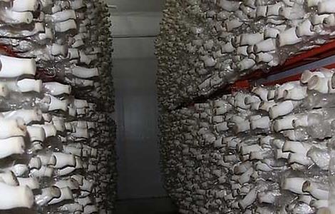 杏鲍菇的生长环境