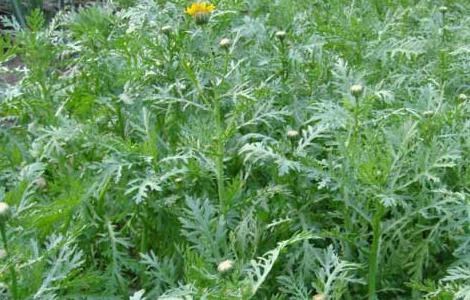 茼蒿病虫害防治技术（茼蒿主要病虫害）
