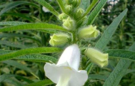 芝麻栽培技术（芝麻栽培技术100问）