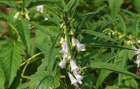 黑芝麻产地分布 黑芝麻原产地