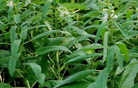 芝麻种植时间 芝麻种植时间和收割时间