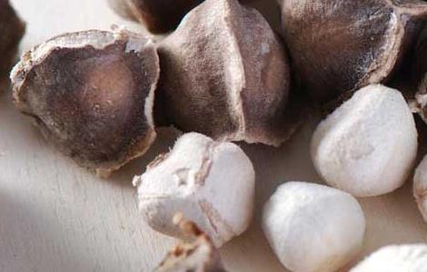 辣木种子怎么种（辣木种子怎么种植视频）