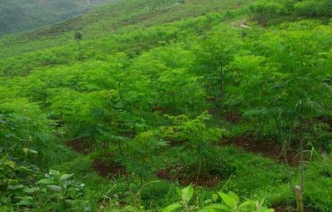 辣木的种植条件 辣木的种植条件及时间