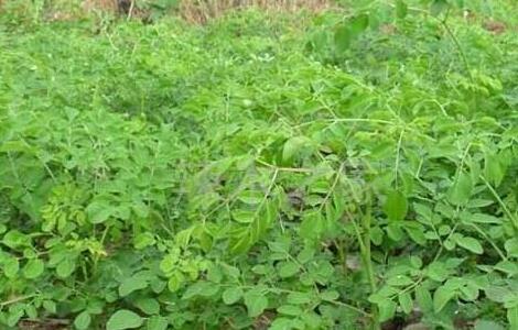 辣木树种植技术 辣木树种植技术和管理