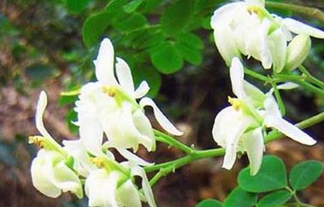 辣木的产地分布(辣木的产地分布图)