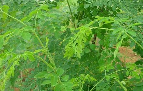 辣木的种植前景(种植辣木有前景吗)