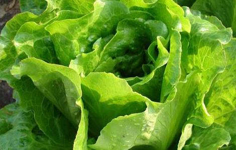 生菜的种植技术(生菜最快催芽方法)