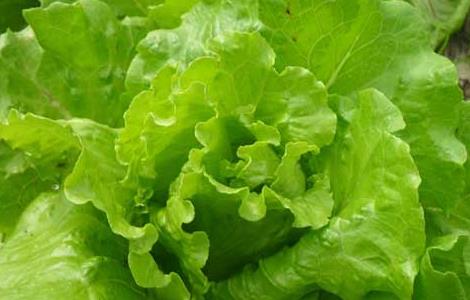 生菜的种植时间（生菜的种植方法和时间）