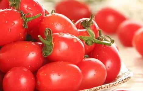 圣女果产地在哪里