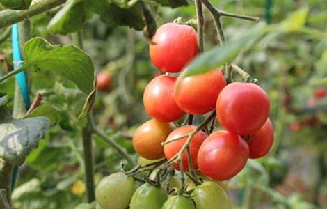 圣女果种植技术 圣女果种植全过程