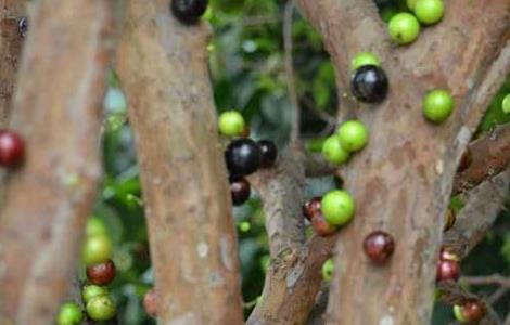 树葡萄种植技术