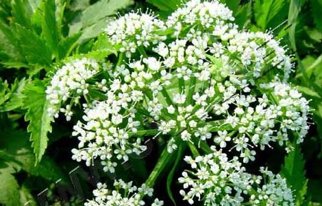 野芹菜是芹菜吗 什么叫野芹菜