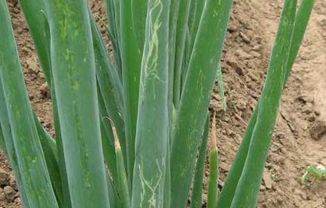 大葱蓟马怎么防治 大葱蓟马怎么防治最好