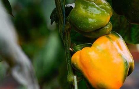 大棚彩椒种植技术 彩椒种植管理方法温室大棚