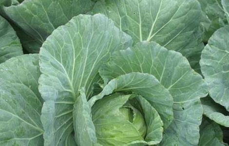 大棚甘蓝种植技术(大棚甘蓝种植技术与管理)