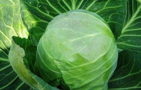 大棚甘蓝种植技术