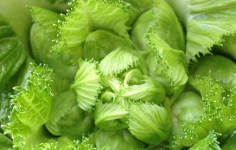 儿菜的种植技术(儿菜的种植技术和时间)