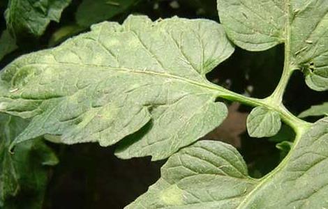 番茄叶霉病怎么防治 番茄叶霉病怎么防治视频