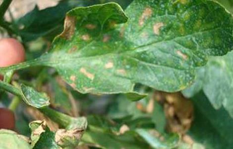 番茄早疫病防治技术 番茄疫病病害防治