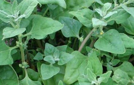 番杏的种植技术 番杏种植栽培技术