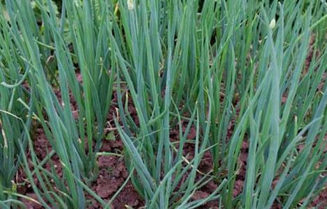 分葱高产种植技术（高产大葱种植技术）